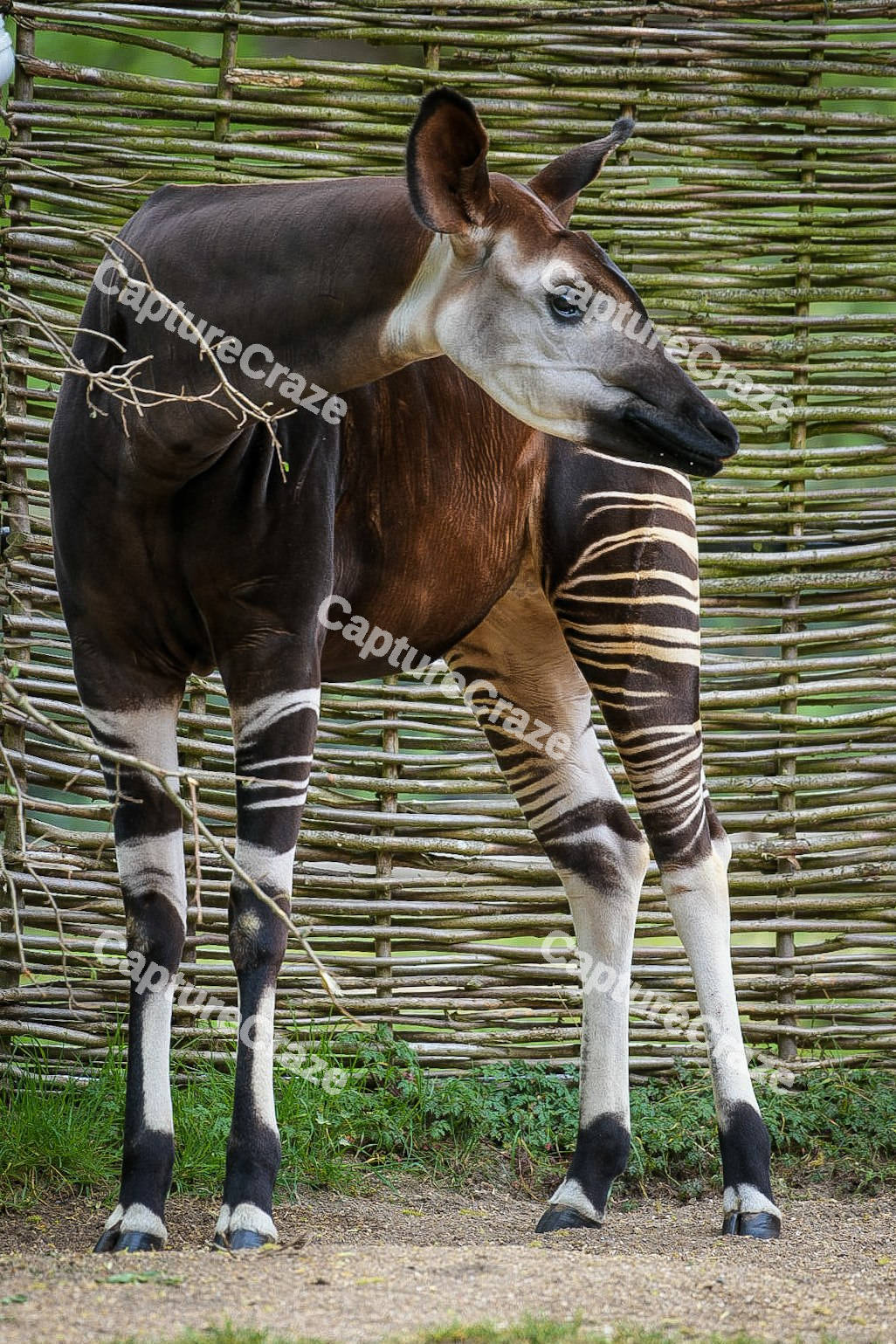 Okapi looking away